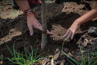 Cuatro especies de árboles serán sembradas en cinco hectáreas afectadas por los incendios en el Panecillo. 