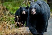 Un oso negro adulto puede medir hasta tres metros de longitud. 