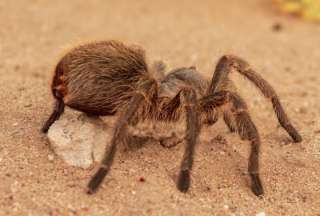 Detienen a un hombre por causar un incendio forestal al intentar matar una araña en EEUU