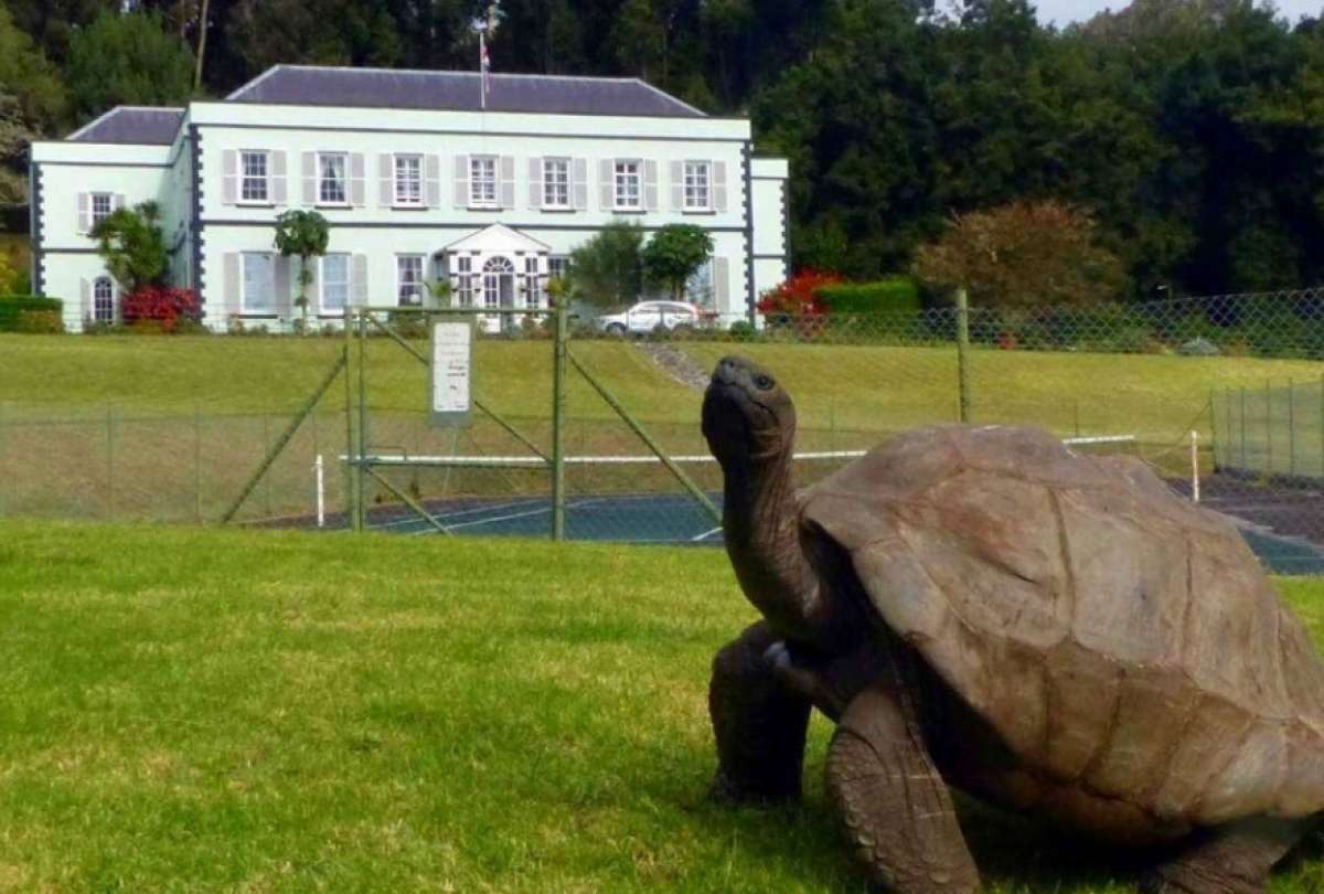 Jonathan es la tortuga más longeva del mundo con 190 años