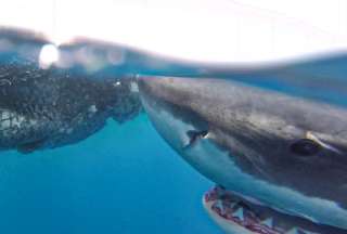 ¡Asombroso hallazgo! El primer tiburón blanco registrado cerca de Galápagos