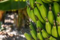 Moko en banano: Agrocalidad supervisa de cerca esta bacteria