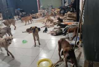 Decenas de perros fueron llevados a un refugio para protegerlos del paso del Huracán Beryl en México.