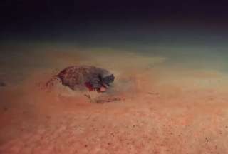 La piscina de la muerte se encuentra en las profundidades del Mar Rojo