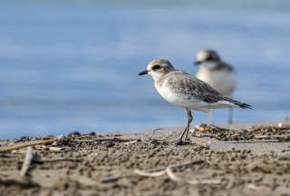 La promiscuidad de las aves machos puede causar &#039;divorcios&#039;