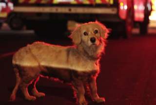 Una perrita busca a sus dueños. La mascota fue encontrada durante uno de los incendios en Quito. 