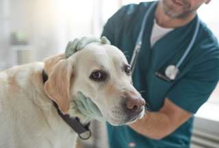 Veterinarios distraen a un perro para sacarle sangre. 