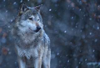 Rescate Inesperado: La Historia de un &quot;perro&quot; que resultó ser un lobo