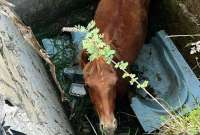 El equino quedó atrapado en un espacio estrecho, antes de ser rescatado por los bomberos. 