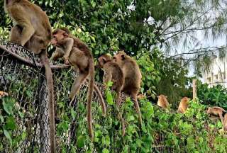 Un grupo de monos se apoderó de una estación de Policía en Tailandia. 