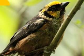 11 aves regresaron a su hábitat natural tras ser rescatadas de un extranjero que quería sacarlas del país.