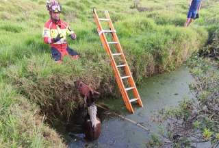 Así fue el rescate de un caballo en el sur de Quito.