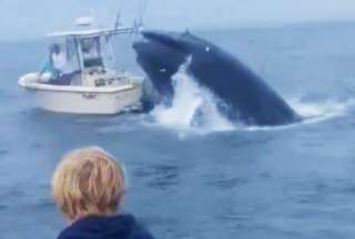 Una ballena destruyó una embarcación en Estados Unidos. 