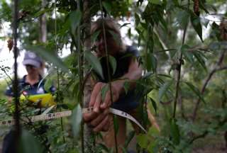 Descubren bosque perdido de Scalesia en Galápagos