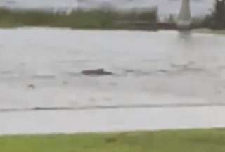 El paso de del huracán Ian dejó a su paso inundaciones y hasta a un tiburón en las calles.