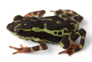 Ecuador descubre a una nueva especie: ¡Atelopus colomai está aquí!