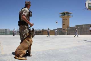 Un hombre mordió a un perro y fue detenido por la policía alemana