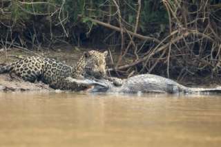 Un jaguar es captado mientras caza un caimán. 