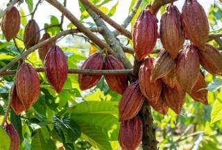 Ecuador ha sido reconocido por el Ministerio de Ambiente como pionero mundial en la producción sostenible de café y cacao libre de deforestación.