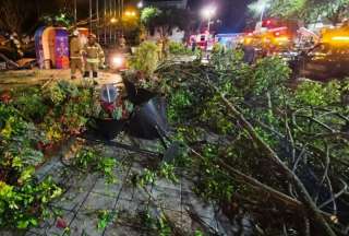 Un nuevo árbol se cayó en Cuenca, esta vez en el Parque Abdón Calderón, ubicado en el centro de la ciudad. El hecho se registró entre la medianoche y madrugada del martes 4 de febrero de 2025. 