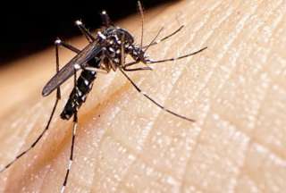 El mosquito aedes aegyti es responsable de la mayor parte de los contagios de dengue. 