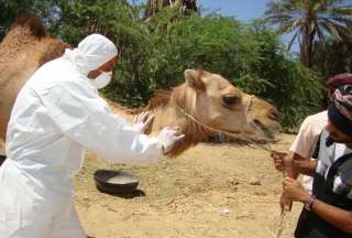 El &#039;virus del camello&#039; podría esparcirse por el mundo