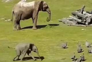 Un bebé elefante se tropezó mientras perseguía a una bandada de pájaros