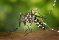 Los casos de dengue aumentaron en el país