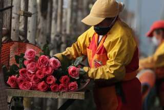 San Valentín: Este año se exportaron 28.779 toneladas de flores ecuatorianas