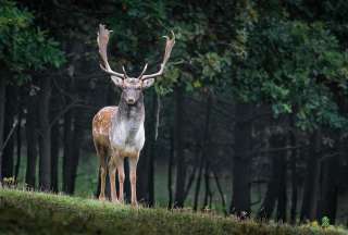 Cientos de especies de mamíferos están siendo empujados a la extinción