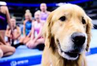 Conozca la historia de Beacon, el perro que ayuda a reducir el estrés de los gimnastas.